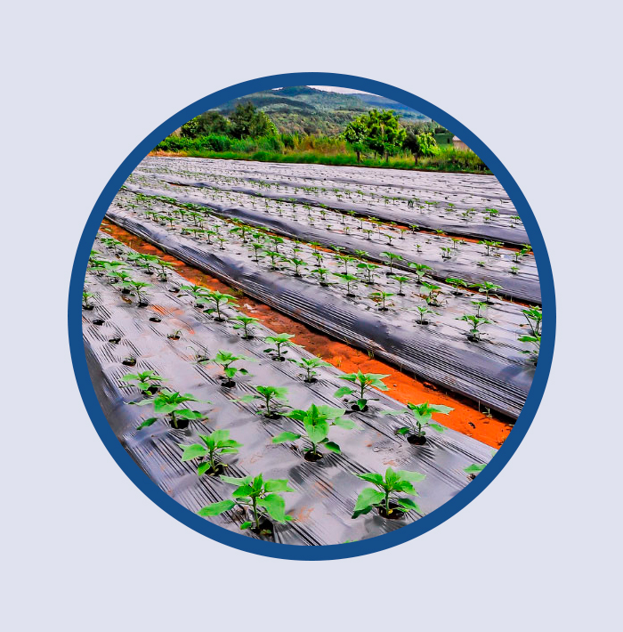 Plástico Mulch - Productos Industriales de Polipropileno POLIBATEX Perú